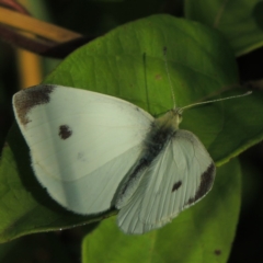 Pieris rapae (Cabbage White) at Fadden, ACT - 7 Jan 2016 by MichaelBedingfield