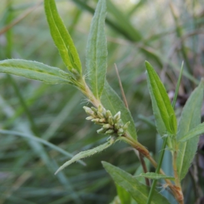 Persicaria prostrata (Creeping Knotweed) at Fadden, ACT - 7 Jan 2016 by MichaelBedingfield