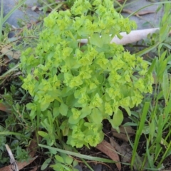 Euphorbia peplus (Petty Spurge) at Fadden, ACT - 7 Jan 2016 by michaelb