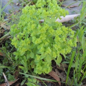 Euphorbia peplus at Fadden, ACT - 7 Jan 2016 07:34 PM