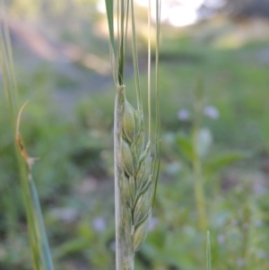 Triticum aestivum at Fadden, ACT - 7 Jan 2016