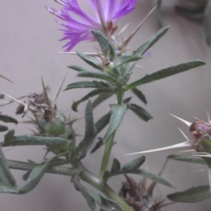 Centaurea calcitrapa at Pialligo, ACT - 30 Jan 2016 03:20 PM