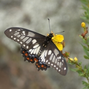 Papilio anactus at Garran, ACT - 20 Jan 2016