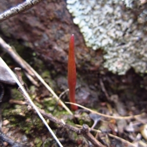 Corunastylis cornuta at Aranda, ACT - 1 Feb 2016