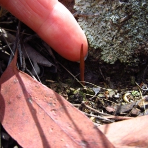 Corunastylis cornuta at Aranda, ACT - 1 Feb 2016