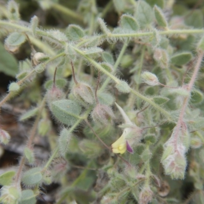 Kickxia elatine (Sharpleaf Cancerwort) at Lawson, ACT - 1 Feb 2016 by MichaelMulvaney