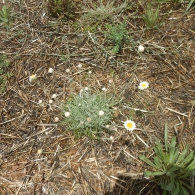 Leucochrysum albicans subsp. tricolor (Hoary Sunray) at Lawson, ACT - 1 Feb 2016 by MichaelMulvaney