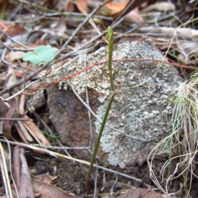 Corunastylis cornuta (Horned Midge Orchid) at Aranda, ACT - 4 Feb 2015 by CathB