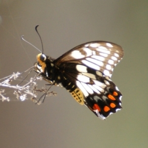 Papilio anactus at Symonston, ACT - 26 Jan 2016 03:26 PM