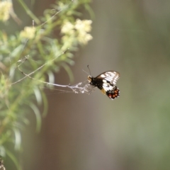 Papilio anactus at Symonston, ACT - 26 Jan 2016 03:26 PM