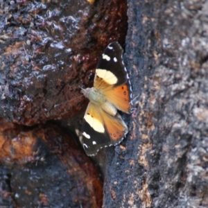 Vanessa itea at Symonston, ACT - 26 Jan 2016