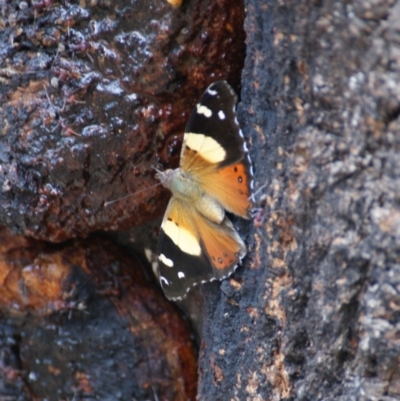 Vanessa itea (Yellow Admiral) at Symonston, ACT - 26 Jan 2016 by roymcd