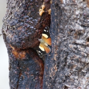 Vanessa itea at Symonston, ACT - 26 Jan 2016