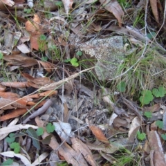 Corunastylis cornuta (Horned Midge Orchid) at Aranda Bushland - 9 Sep 2015 by CathB