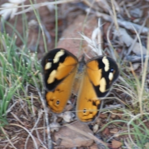 Heteronympha merope at Red Hill, ACT - 4 Dec 2015 07:30 PM