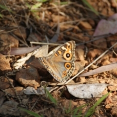 Junonia villida (Meadow Argus) at Red Hill, ACT - 10 Dec 2015 by roymcd