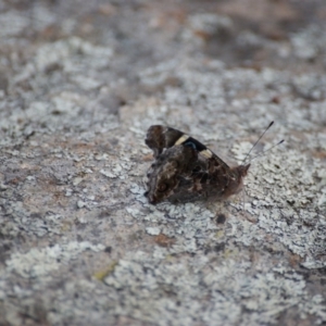 Vanessa itea at Garran, ACT - 27 Jan 2016