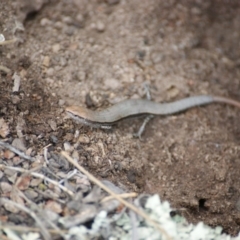 Morethia boulengeri (Boulenger's Skink) at Symonston, ACT - 23 Jan 2016 by roymcd