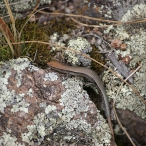 Morethia boulengeri at Symonston, ACT - 23 Jan 2016