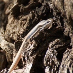 Morethia boulengeri at Symonston, ACT - 24 Dec 2015 04:41 PM