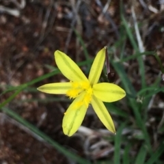 Tricoryne elatior (Yellow Rush Lily) at Pearce, ACT - 1 Feb 2016 by George