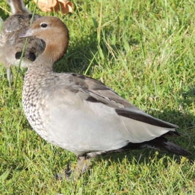 Chenonetta jubata (Australian Wood Duck) at Fadden, ACT - 7 Jan 2016 by MichaelBedingfield