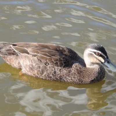 Anas superciliosa (Pacific Black Duck) at Fadden, ACT - 7 Jan 2016 by MichaelBedingfield