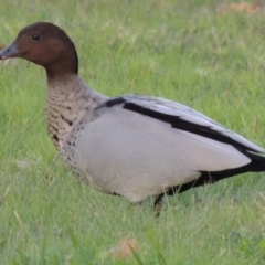 Chenonetta jubata (Australian Wood Duck) at Greenway, ACT - 5 May 2014 by michaelb