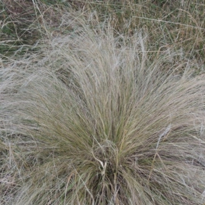 Nassella trichotoma (Serrated Tussock) at Gordon, ACT - 6 Dec 2015 by MichaelBedingfield