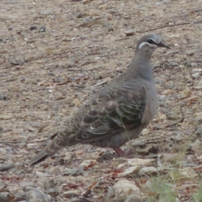 Phaps chalcoptera (Common Bronzewing) at Pine Island to Point Hut - 15 Dec 2015 by michaelb