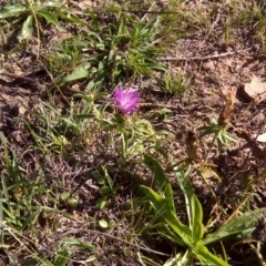 Centaurea calcitrapa (Star Thistle) at O'Malley, ACT - 5 Mar 2013 by Mike