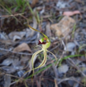 Caladenia atrovespa at Cook, ACT - suppressed