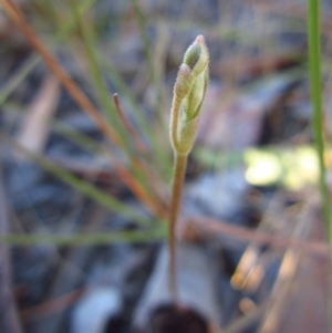 Eriochilus cucullatus at Cook, ACT - suppressed