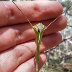 Diplodium decurvum (Summer greenhood) at Williamsdale, ACT - 2 Feb 2016 by NickWilson