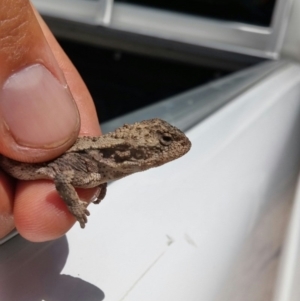 Rankinia diemensis at Tennent, ACT - 2 Feb 2016 07:25 PM