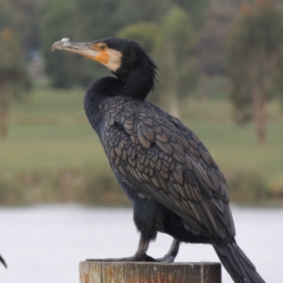 Phalacrocorax carbo (Great Cormorant) at Greenway, ACT - 27 Jan 2016 by MichaelBedingfield