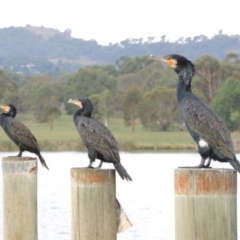 Phalacrocorax carbo at Greenway, ACT - 27 Jan 2016