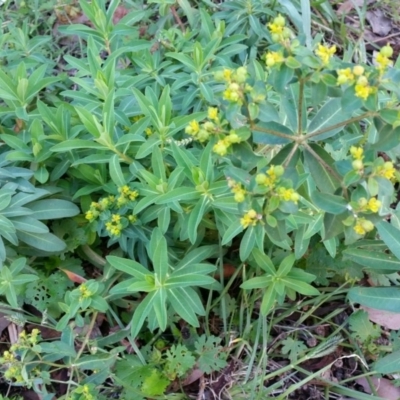 Euphorbia lathyris (Caper Spurge) at Kambah, ACT - 3 Feb 2016 by mel86