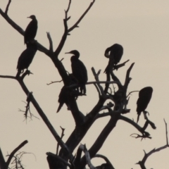 Phalacrocorax carbo (Great Cormorant) at Greenway, ACT - 15 Dec 2015 by michaelb