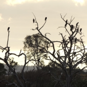 Phalacrocorax carbo at Greenway, ACT - 15 Dec 2015