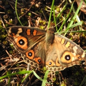 Junonia villida at Gowrie, ACT - 1 Feb 2016 06:59 PM