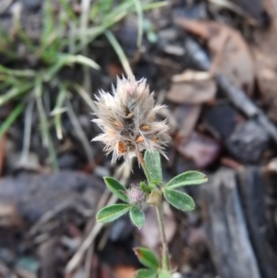 Trifolium striatum (Knotted Clover) at Fadden, ACT - 1 Feb 2016 by RyuCallaway