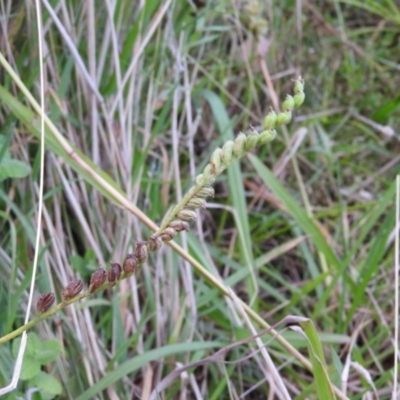 Spiranthes australis (Austral Ladies Tresses) at Fadden, ACT - 2 Feb 2016 by RyuCallaway