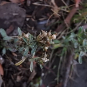 Gamochaeta calviceps at Fadden, ACT - 1 Feb 2016