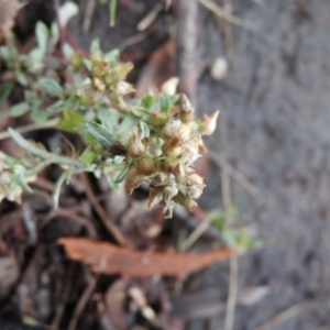 Gamochaeta calviceps at Fadden, ACT - 1 Feb 2016