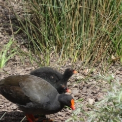 Gallinula tenebrosa (Dusky Moorhen) at Paddys River, ACT - 21 Nov 2015 by galah681