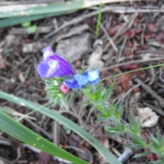 Echium sp. (Paterson's Curse or Viper's Bugloss) at Fadden Hills Pond - 2 Feb 2016 by RyuCallaway