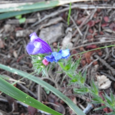 Echium sp. (Paterson's Curse or Viper's Bugloss) at Fadden, ACT - 2 Feb 2016 by RyuCallaway