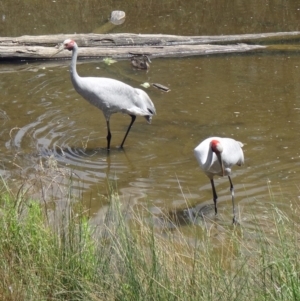 Grus rubicunda at Paddys River, ACT - 22 Nov 2015