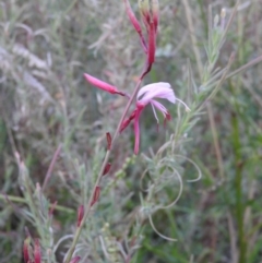 Epilobium hirtigerum (Hairy Willowherb) at Fadden Hills Pond - 2 Feb 2016 by RyuCallaway